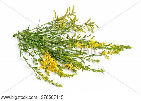 Genista Tinctoria, The Dyers Greenweed Or Dyers Broom. Isolated On White Background