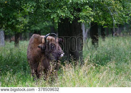 European Bison In The Wood
