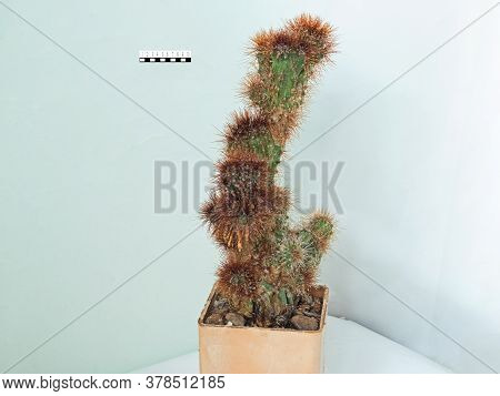 Cereus Peruvianus, A Form Of Monstrosus With Yellow Spines, Sixteen Years Old. Comparative Ruler Is 