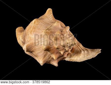 Sea Shell Isolated. Cassis Cornuta, Common Name The Horned Helmet, Is A Species Of Extremely Large S