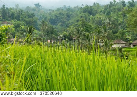 Jatiluwih, Bali Indonesia - April 22, 2013: View Of Jatiluwih Mountain Region Of Bali Island. The Pl