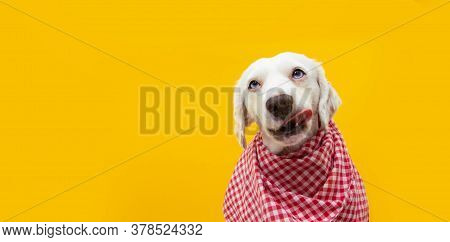 Portrait Hungry Puppy Dog Ready For Eat Licking With Tongue Its Lips. Isolated On Yellow Background.