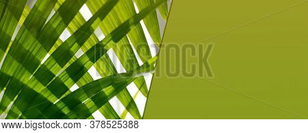 Palm leaf. Tropical plants. Nature green horizonta background.