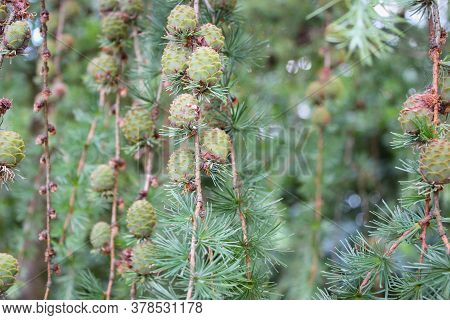 Young Cones On The Branches Of The Pond Pine (also Known As Pinus Serotina Or Marsh Pine Or Pocosin 