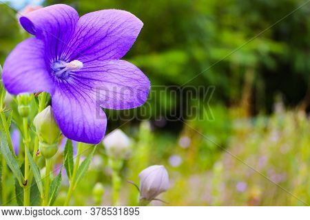 Platycodon Grandiflorus It Is Commonly Known As Balloon Flower Or Chinese Bellflower