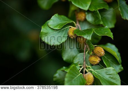 Beech Branches With Beech Nuts In The Summer Forest. Natural Background