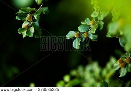 Beech Branches With Beech Nuts In The Summer Forest. Natural Background