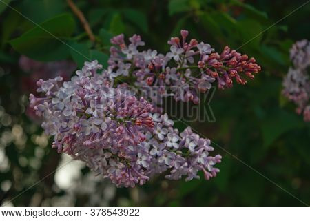 Branch With Spring Lilac Flowers. Purple Lilac Flowers. Nature Background.