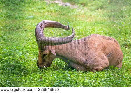 The West Caucasian Tur With Big Horns Is Resting On A Green Lawn. The West Caucasian Tur, Lat. Capra