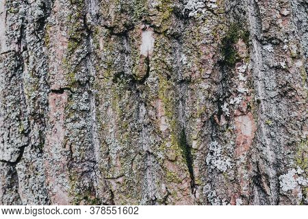 Background Of Tree Bark. The Texture Of The Old Trees.