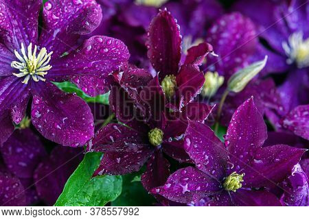 Purple Clematis Flowers (clematis Viticella) In Water Drops After Rain