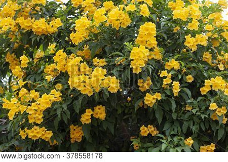 Yellow Elder, Trumpetbush, Trumpetflower Full Bloom Early For Background.