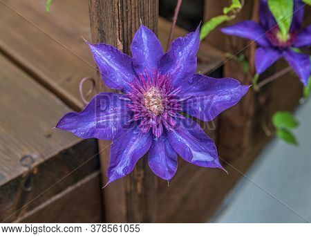 Blue Clematis In Sunny Day On Wood Background