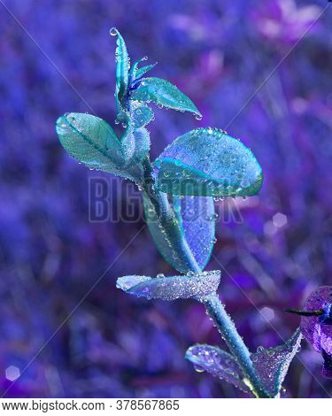 Dew On Grass Flowers National Park In Thailand