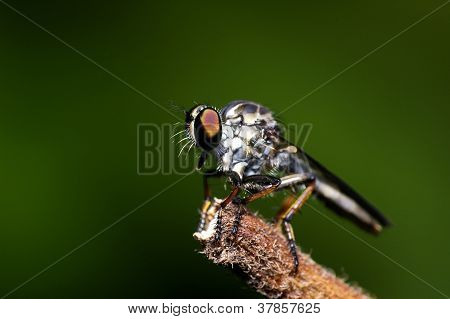 Roupec