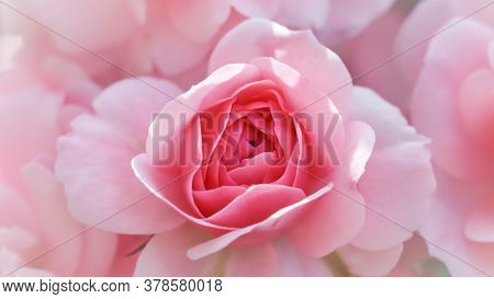 Beautiful Pink Roses Bonica. Perfect For Background Of Greeting Cards For Birthday, Valentine's Day 