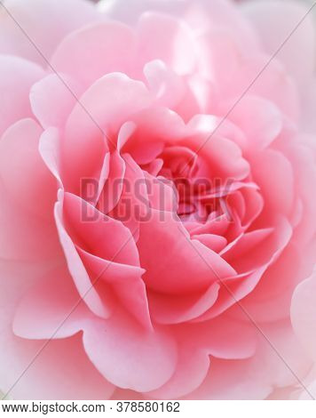 Beautiful Pink Roses Bonica. Perfect For Background Of Greeting Cards For Birthday, Valentine's Day 
