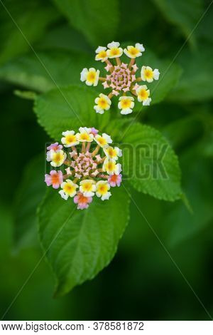 Multicolored Lantana Flowers In The Garden. Beautiful Colorful Hedge Flower, Weeping Lantana.