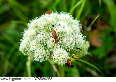 Bugs Mating On Viburnum Dentatum In Ireland
