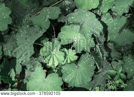Green Leaves And Water Drops After Rain.