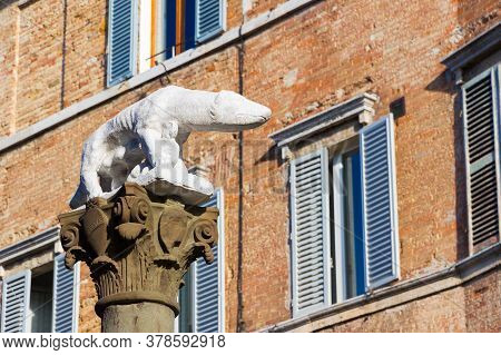Siena, Tuscany, Italy: The Sienese She-wolf Located In Via Pantaneto In A Sunny Day