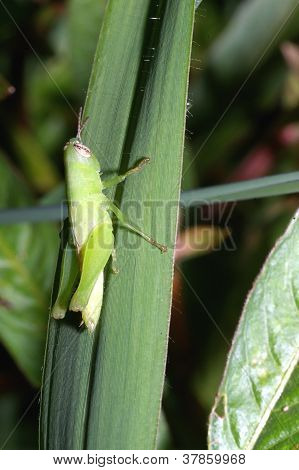Mladí locust