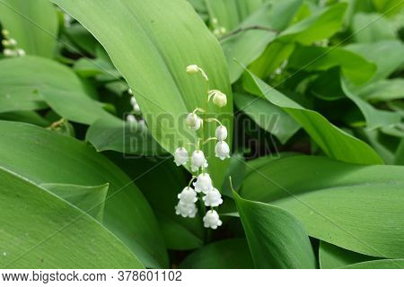 Raceme Of White Flowers Of Convallaria Majalis In May