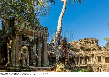 Picture Of Jungle Trees Overgrowing The Ruins Of Angkor Wat In Cambodia In Summer