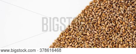 Wheat Grains On A White Background, Natural Dry Grain On The Right Side, Isolated Wheat Grains, Macr
