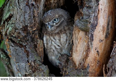 Little Owl (athene Noctua) Juvenile Hiding In A Hole Of An Oldtree In The Netherlands.