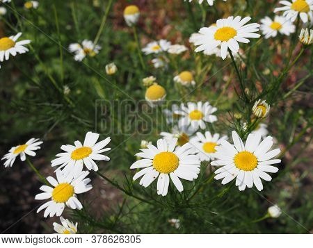 Chamomile Garden White Flowers Of German Chamomile