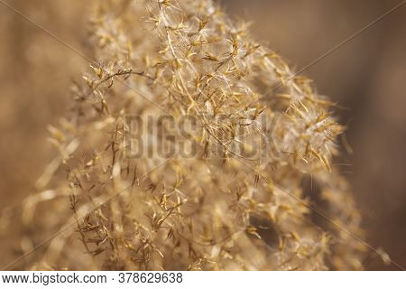 Macro Detail Of Autumn Dried Out Flowering Bush Of Chineese Silver Grass Or Miscanthus Sinensis