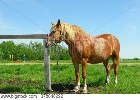 The Adult Red Horse Is Standing Next To The Hitching Post On The Hot Sunny Day.