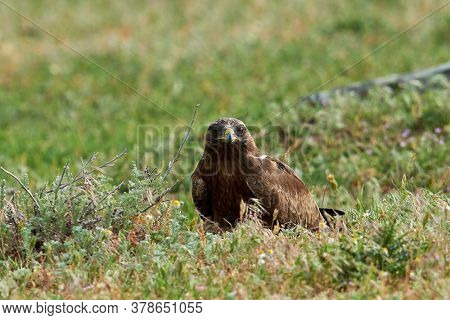 The Booted Eagle on field (Aquila pennata)
