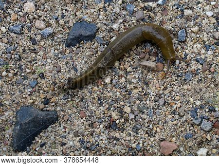 Brown Banana Slug, Ariolimax Columbianus, On The Sand In California, Making A Turn