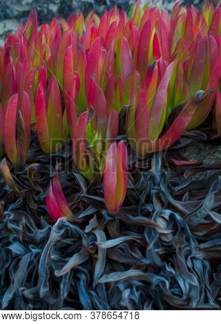 Closeup On Ice Plant, Carpobrotus Edulis , On Sand Dunes At Point Reyes National Seashore, Usa, With