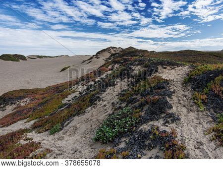 Ice Plant, Carpobrotus Edulis , On Sand Dunes At Point Reyes National Seashore, Usa, With Other Coas