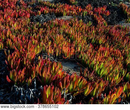 Closeup On Red Ice Plant, Carpobrotus Edulis , On Sand Dunes At Point Reyes National Seashore, Usa, 