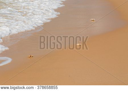 Ghost crabs (Ocypode spp.) on the beach, Mozambique, southern Africa