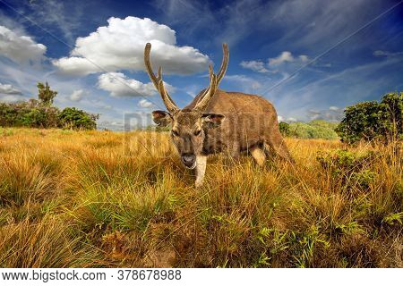 In The Background Is A Forest And A Tree. A Sambar Deer In The Forests Of Horton Plains National Par
