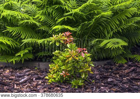 Pieris Is A Genus Of Seven Species Of Shrubs In The Family Ericaceae, Native To Mountain Regions Of 