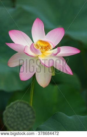 Pink Lotus (nelumbo) Flowers In The Water. Lotus Close-up. Pink Lotuses Are Delicate And Beautiful F