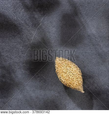 Vegetable sponge - Luffa operculata. Small cylindrical vegetable sponge