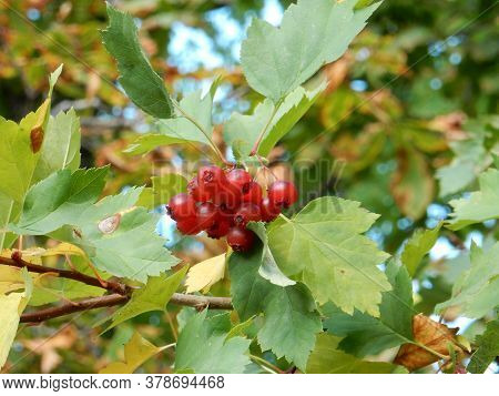 Autumn Hawthorn Branch With Red Berries And Yellow Green Leaves On A Blury Background