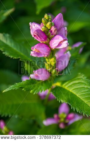 A Beautiful Lythraceae Flower In Brainerd, Minnesota