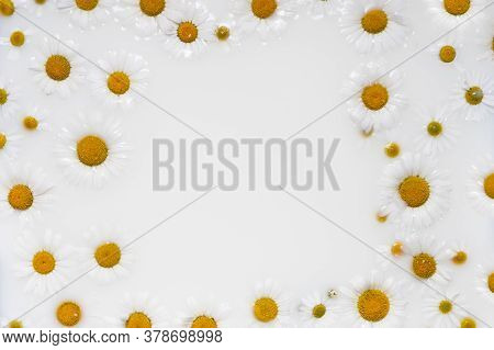 White Medicinal Chamomile Flowers Float In The Milk Bath With Copyspace. Personal Care Using Cosmeti
