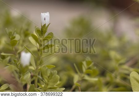 Indian Medicinal Herb Bacopa Monnieri, Herb Bacopa Is A Medicinal Herb Used In Ayurveda, Also Known 