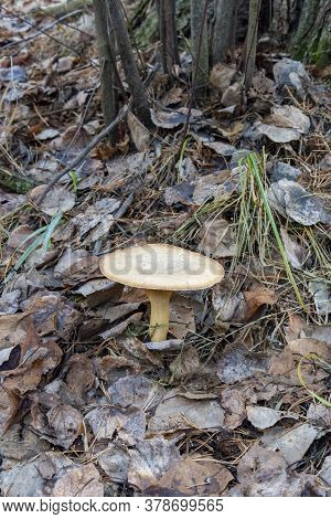 Paxillus Involutus In Late Autumn. Edible Mushroom In The Autumn Forest.