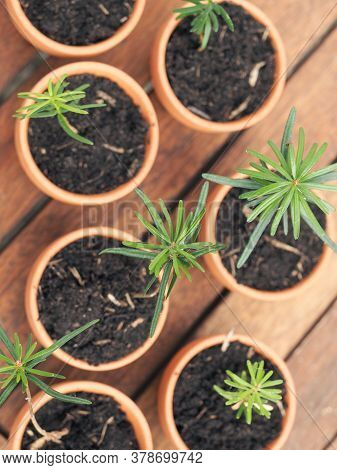 Small Seedlings Of The Nordmann Fir In Plant Pots On A Plant Table, Gardening Or Forestry Concept, E