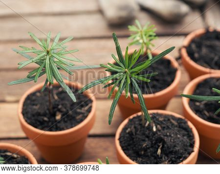 Small Seedlings Of The Nordmann Fir In Plant Pots On A Plant Table, Gardening Or Forestry Concept, E